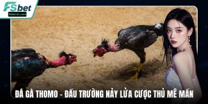 Đá Gà Thomo – Đấu Trường Nảy Lửa Khiến Cược Thủ Mê Mẩn
