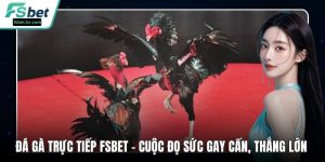 Đá Gà Trực Tiếp FSBET – Cuộc Đọ Sức Gay Cấn, Thắng Lớn