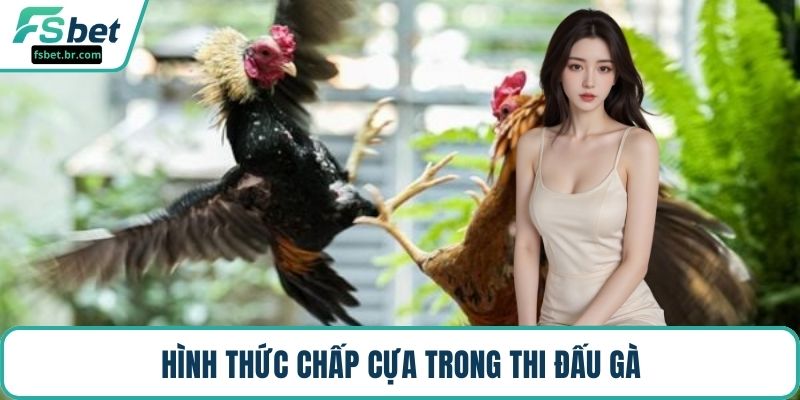 Hình thức chấp cựa trong thi đấu gà
